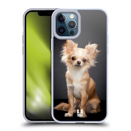 Sitting Chihuahua Dog