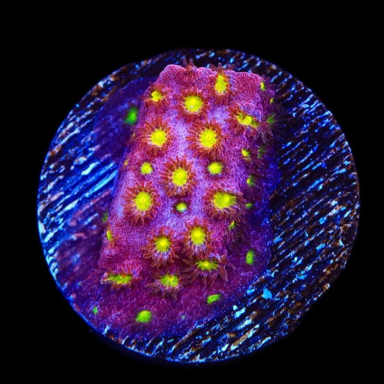 CB Bling Bling Cyphastrea Coral - Premium Saltwater Aquarium Coral for Reef Tanks | Perfect for Marine Aquascaping and Coral Propagation