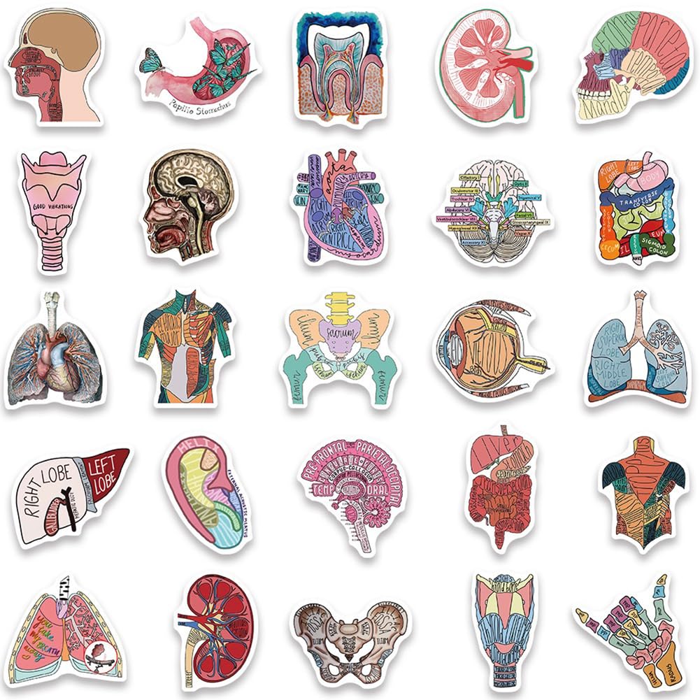 50Pcs Human Body Anatomy Stickers - Waterproof Vinyl Decals for Water Bottles, Laptops, Bikes & More - Perfect for Medical Students, Science Lovers & DIY Decor (Classroom, Home, Office Use)