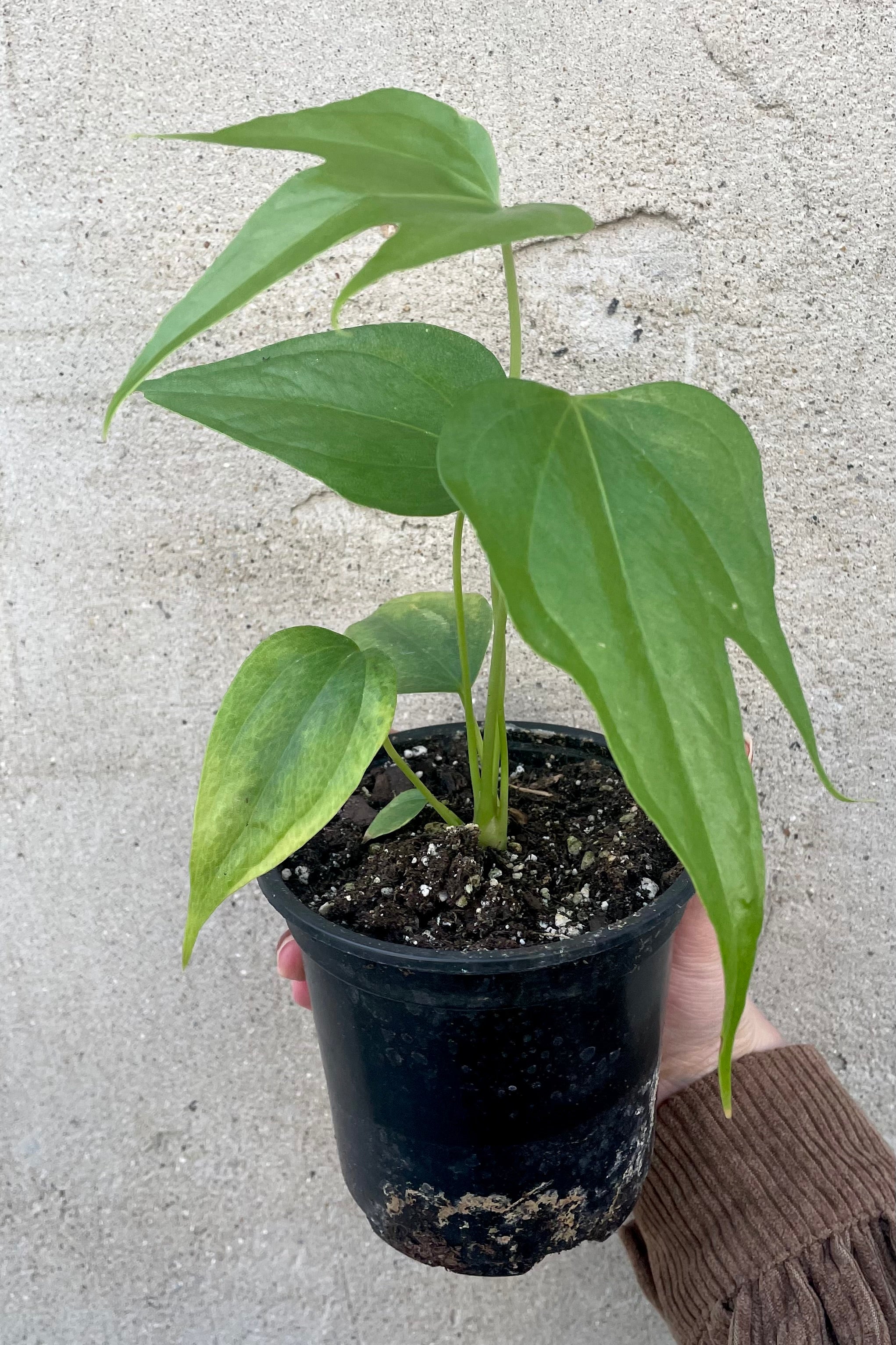 Anthurium Pedatoradiatum - 4 Inch Rare Tropical Houseplant for Home & Office Decor | Perfect for Indoor Gardens, Terrariums, and Plant Collections