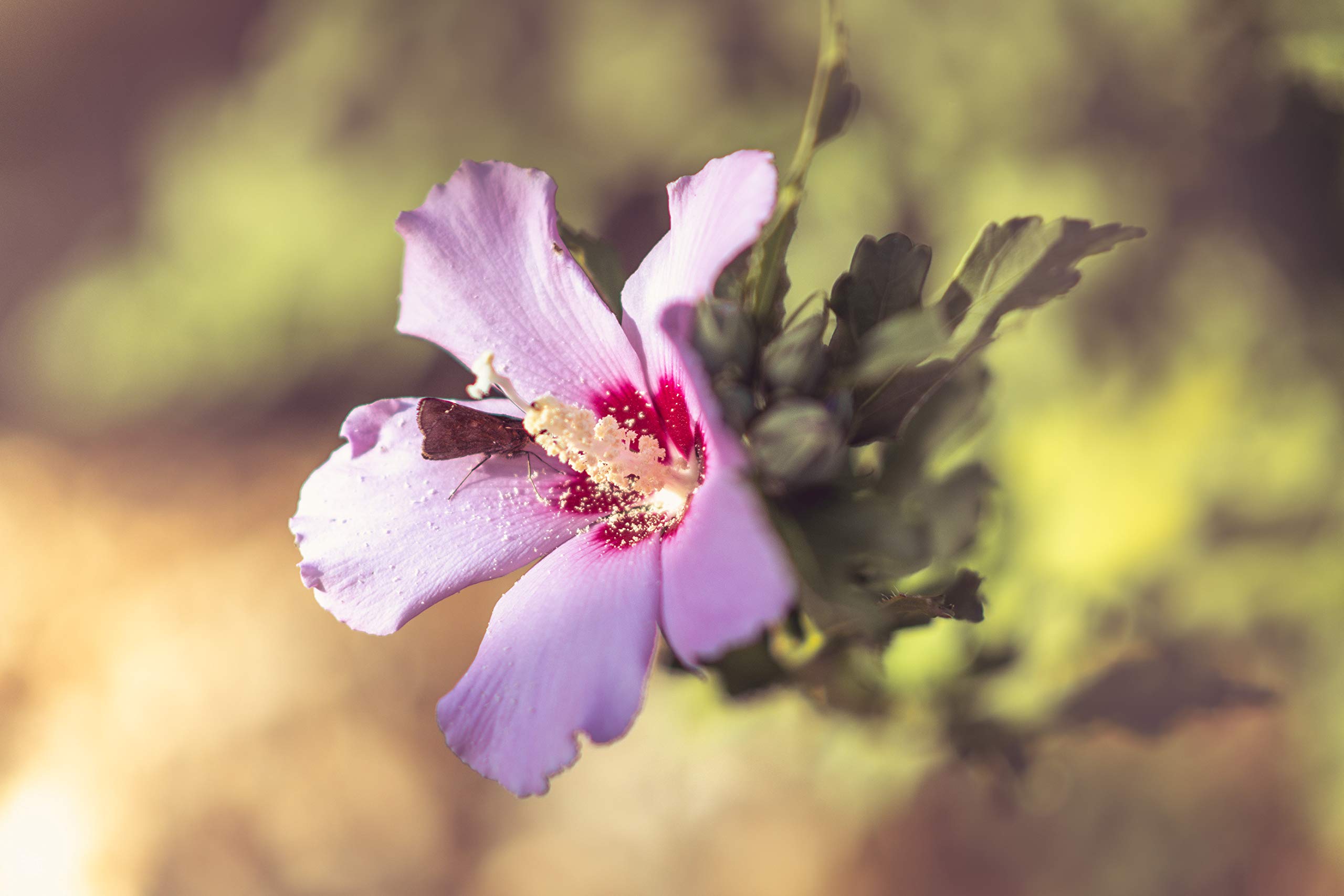 Buy Potted Rose of Sharon Starter Plant (Hibiscus Syriacus) - Fast Growing Flowering Shrub for Gardens, Landscaping & Outdoor Decor