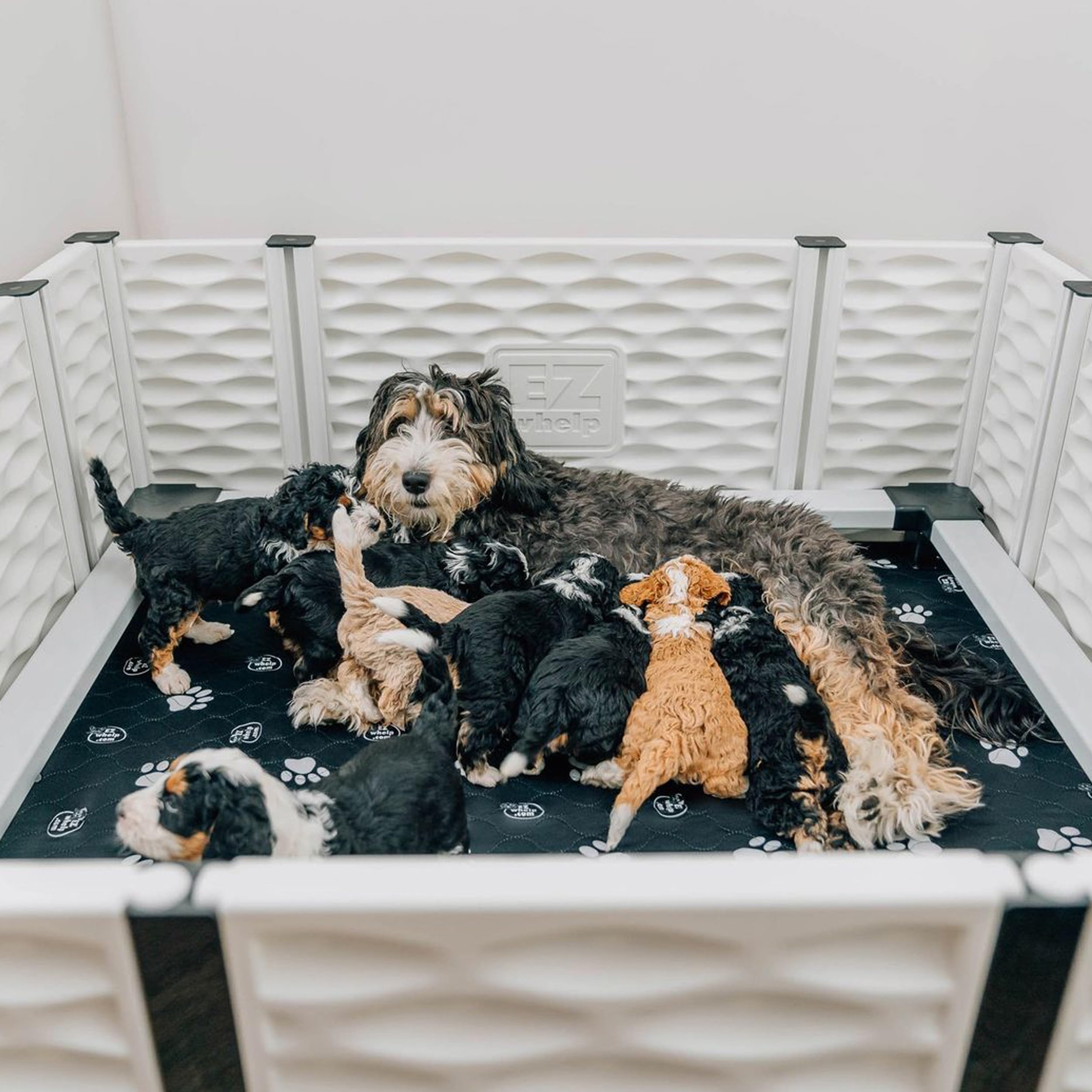 EZwhelp EZclassic 3-Wall Dog Playpen Extension - 48x48 Indoor Puppy Fence for Whelping Box, Portable Dog Play Yard & Training Area - Perfect for Puppy Playtime, Dog Training, and Safe Whelping Space