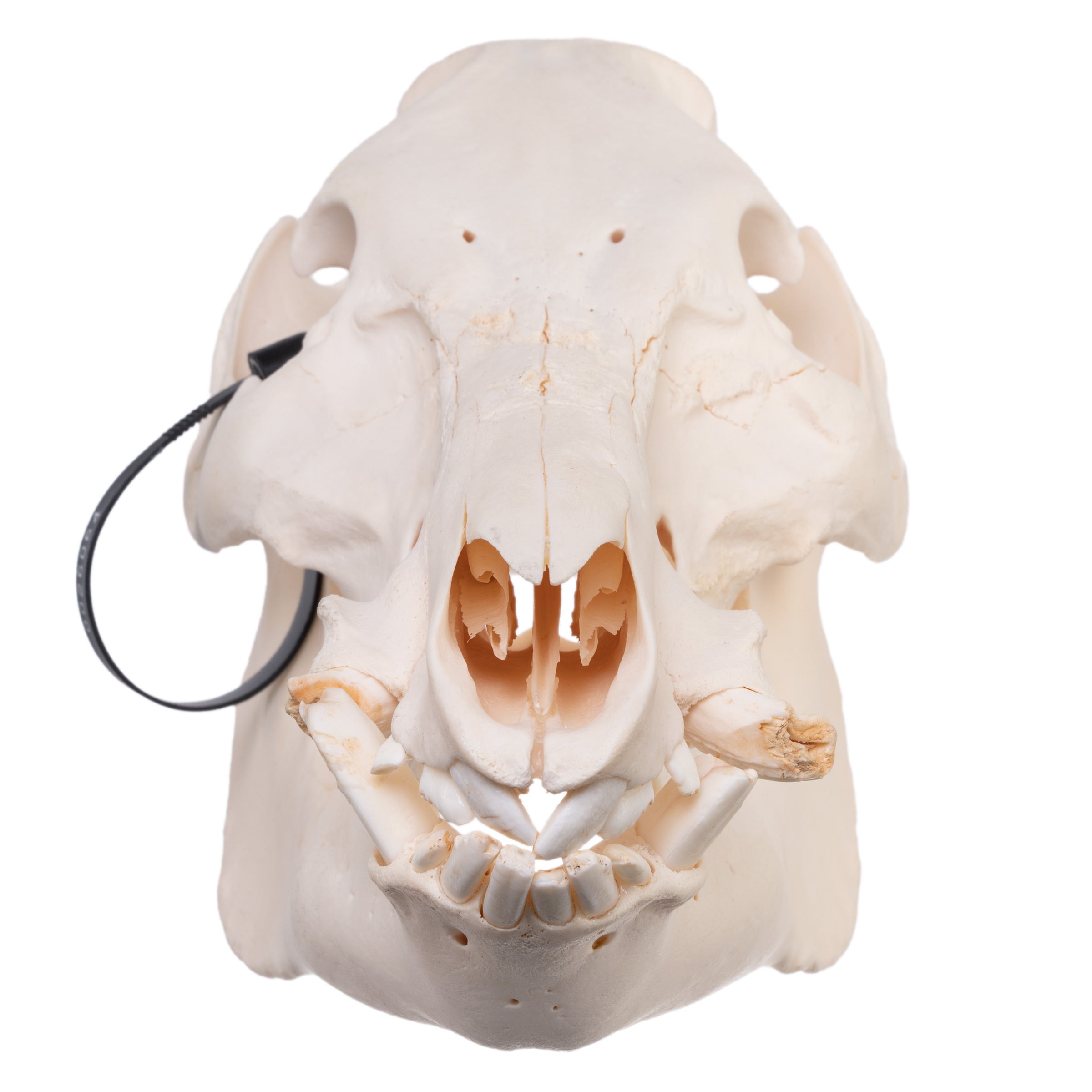 Real Domestic Pig Skull for Pathology Study - Veterinary Anatomy Specimen, Medical Education, and Halloween Decor