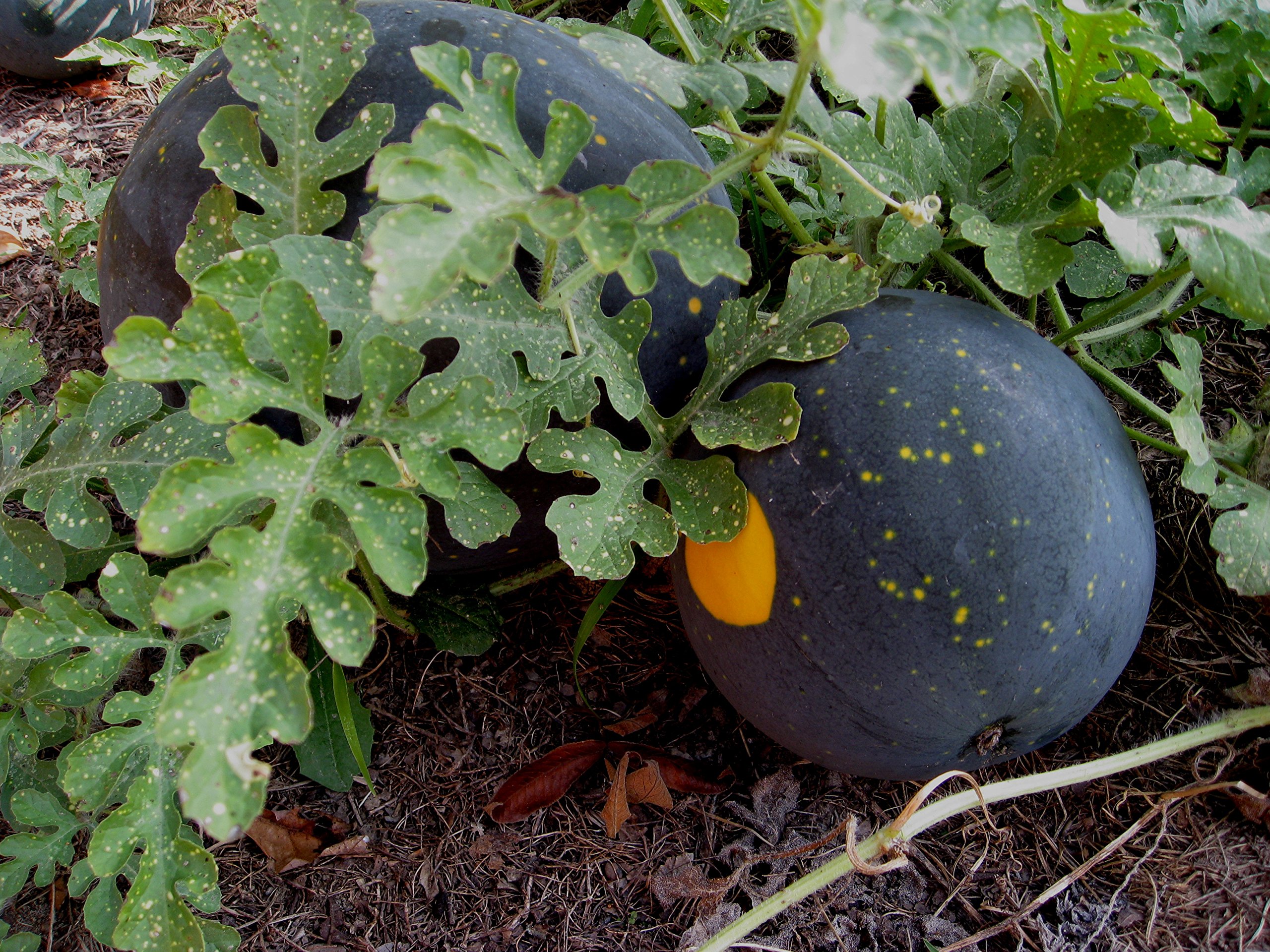 20 Heirloom Moon and Stars Watermelon Seeds - Certified USDA Organic by Stonysoil Seed Company | Non-GMO, Open-Pollinated | Perfect for Home Gardens, Organic Farming & Sustainable Agriculture