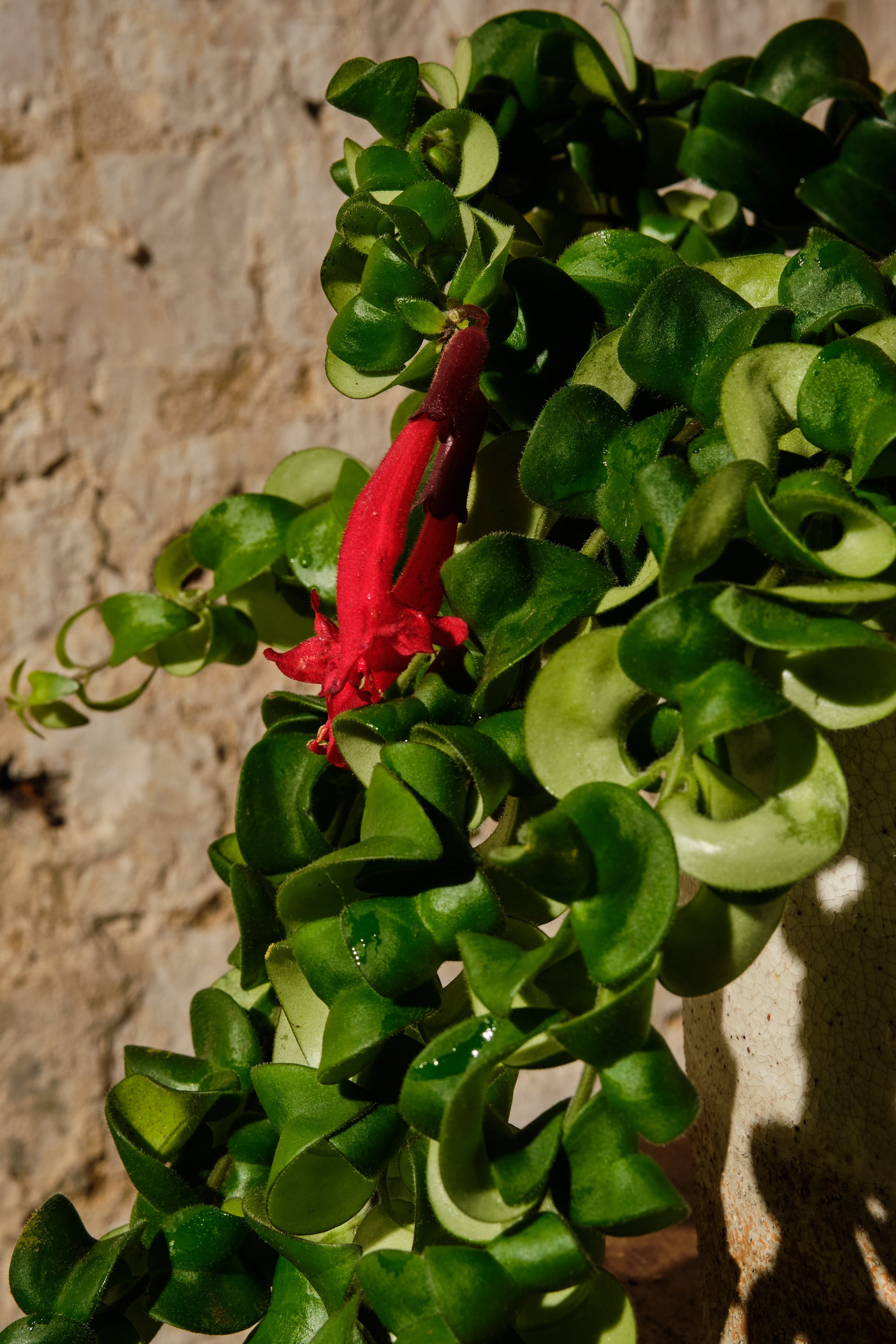 Lipstick Plant (Aeschynanthus Radicans) - Exotic Hanging Houseplant for Indoor Home & Office Decor - Perfect for Living Rooms, Bathrooms, and Balconies