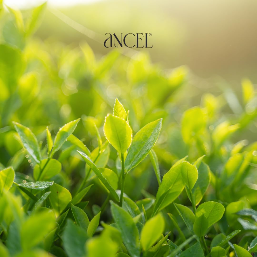 Ancel Green Tea Conditioner with Natural Extracts 300ml - Tea Tree Oil, Rosebay, Almond Oil & Shea Butter for Deep Cleansing & Dandruff Control - Hydrating Hair Care for Men & Women - Perfect for Daily Use & Scalp Refreshment