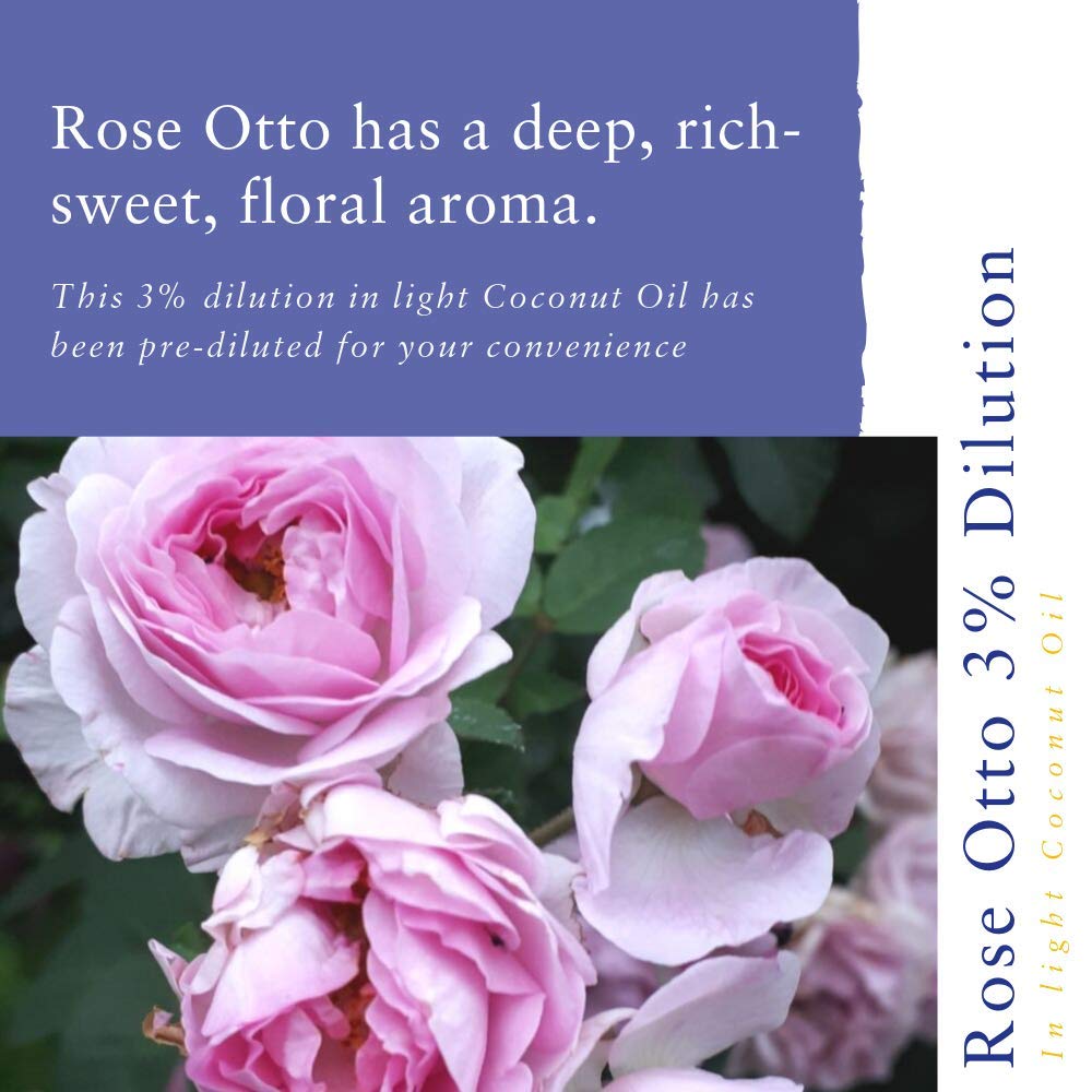 Absolute Aromas Rose Otto Essential Oil 3% Diluted in Organic Coconut Oil - 10ml Bottle for Aromatherapy, Massage & Skin Care