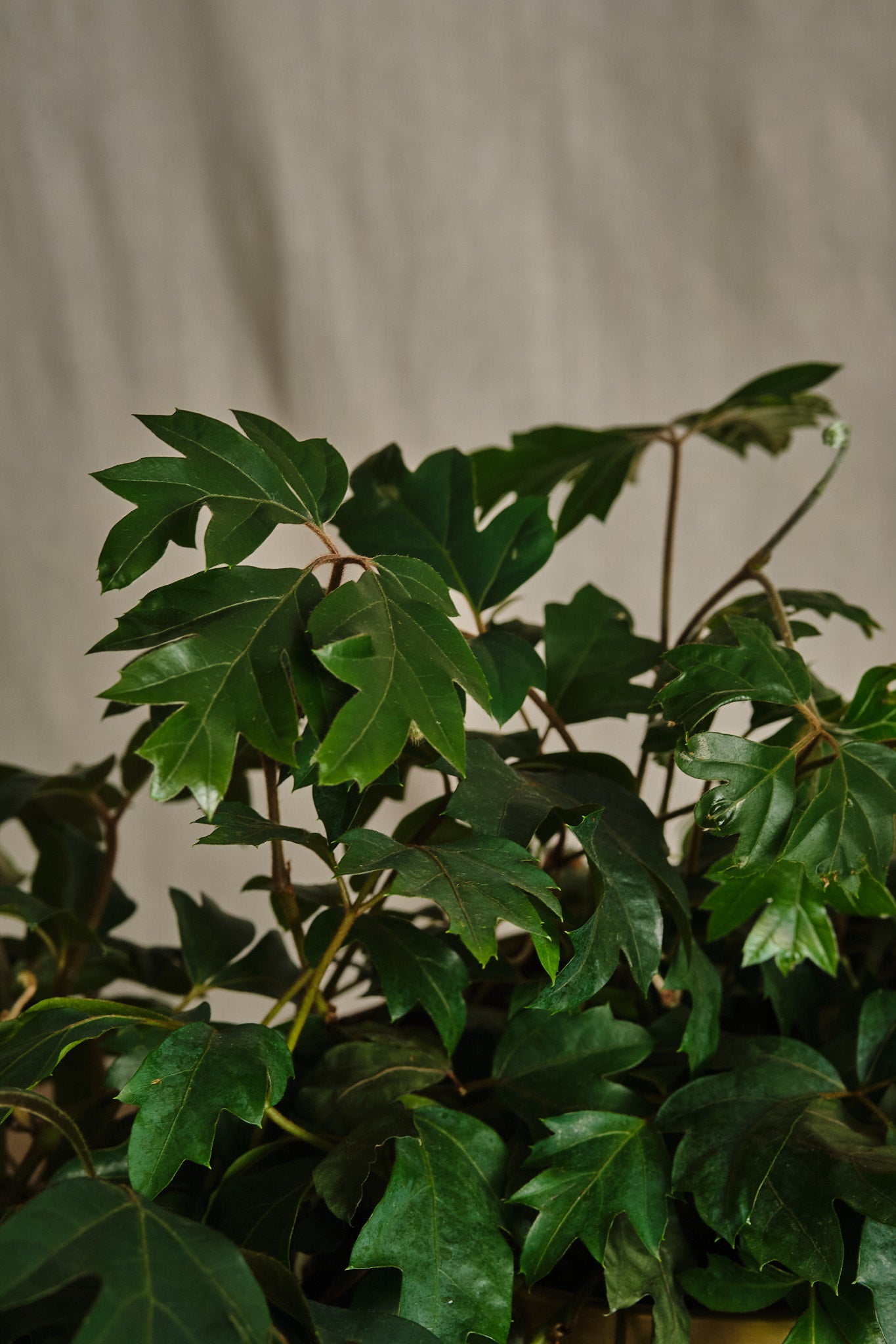 Cissus Rhombifolia Plant - Grape Ivy Vine for Indoor Home Decor, Hanging Baskets & Office Plants | Easy Care Houseplant for Beginners