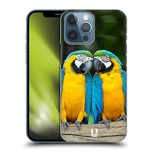 Colourful Macaw Parrot Couple