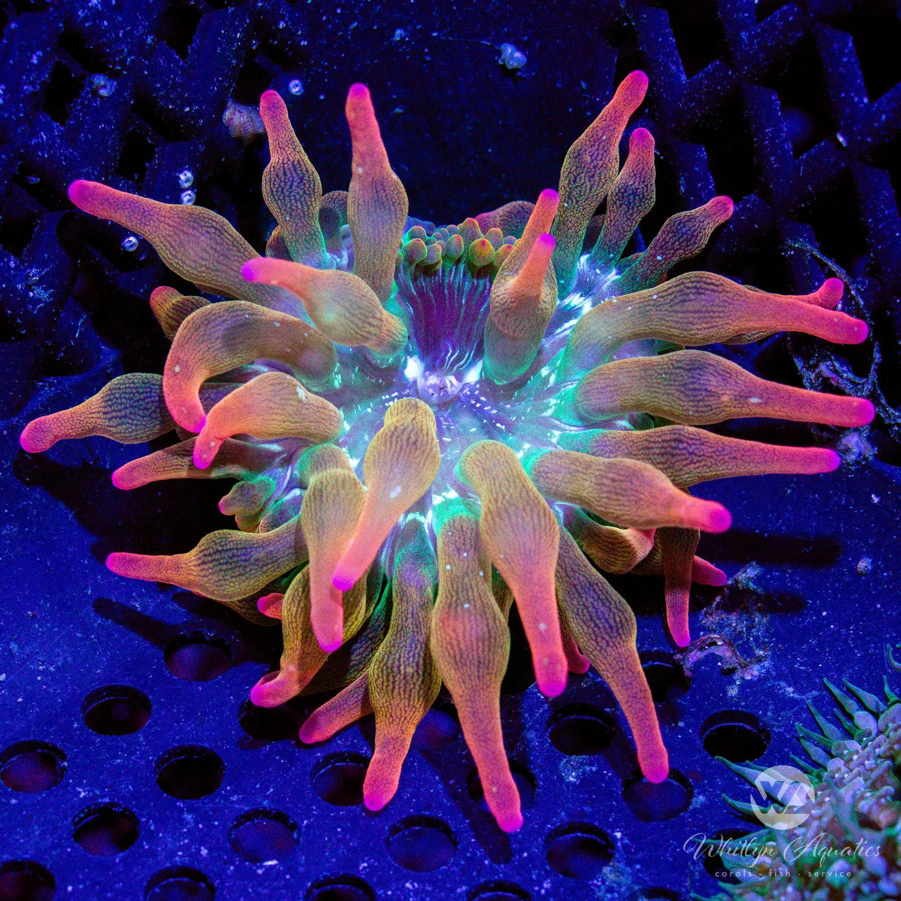 Premium Rose Bubble Tip Anemone (Entacmaea quadricolor) - Vibrant Saltwater Coral for Reef Aquariums | Perfect for Marine Tank Decoration & Fish Habitat