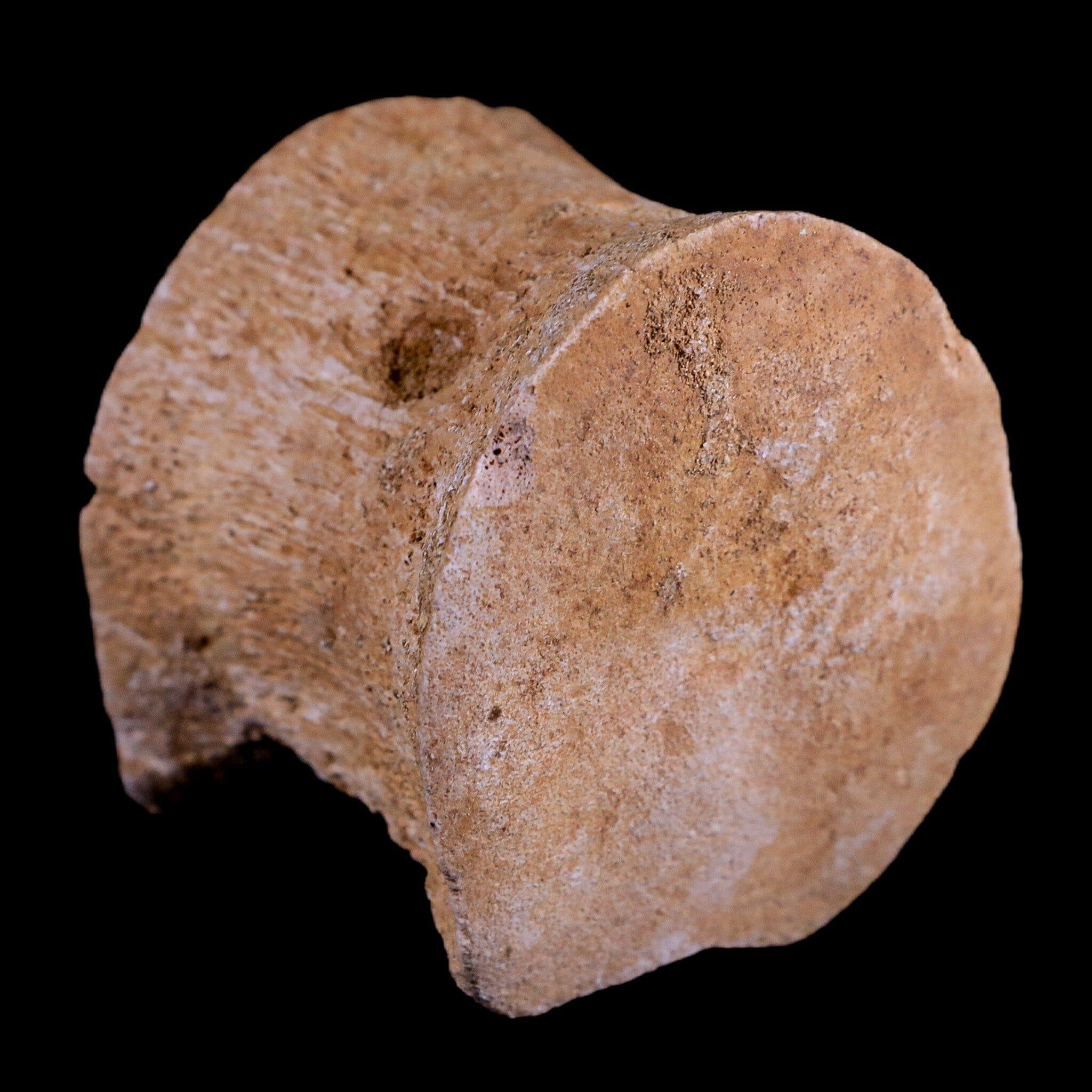 2 Authentic Plesiosaur Fossil Vertebrae - Cretaceous Dinosaur Era - Zarafasaura & Elasmosaurus Species - Includes COA - Perfect for Paleontology Collectors & Dinosaur Enthusiasts
