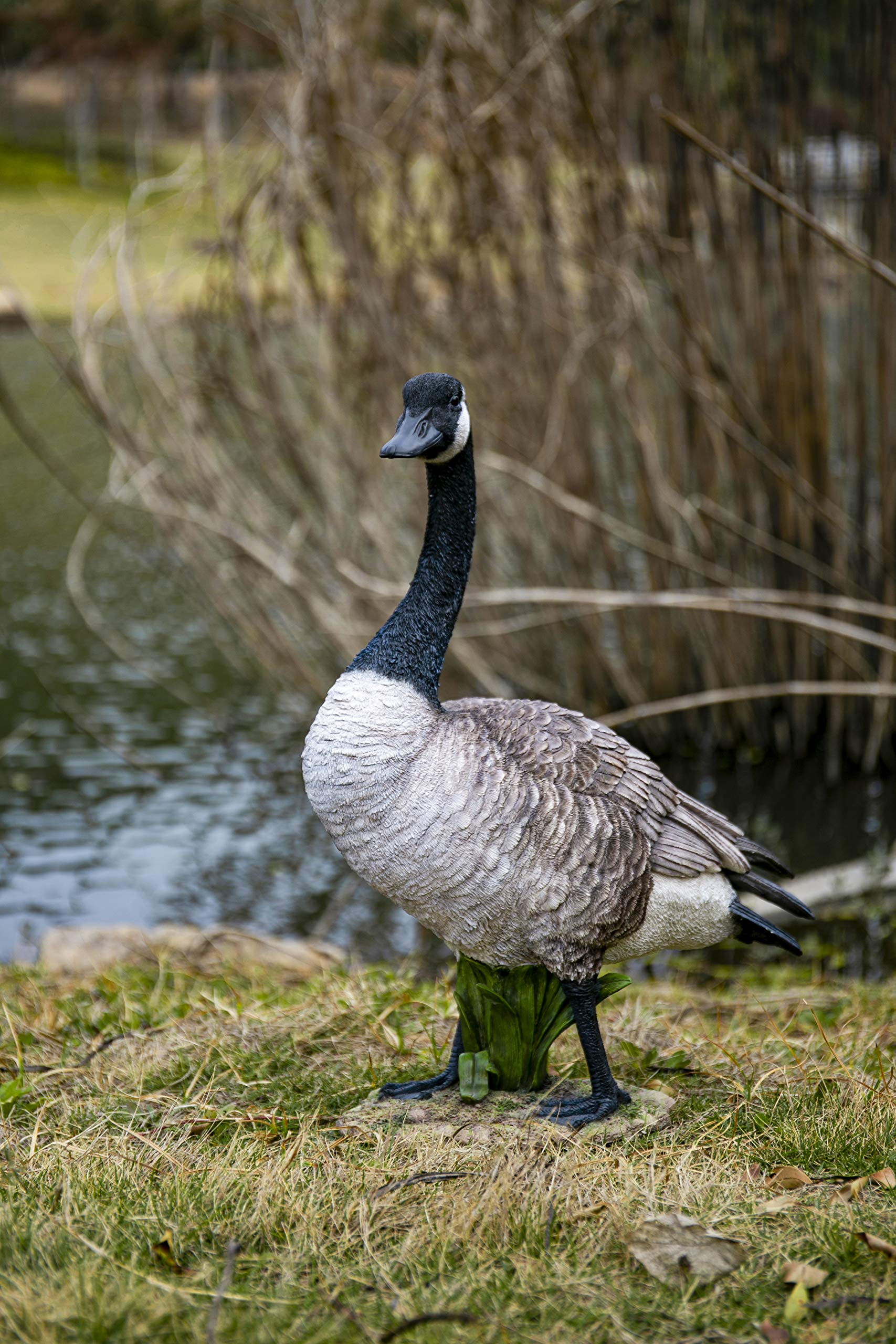 Hi-Line Gift Standing Canada Goose Statue - Grey/Natural Decorative Figurine for Home, Office & Garden Decor