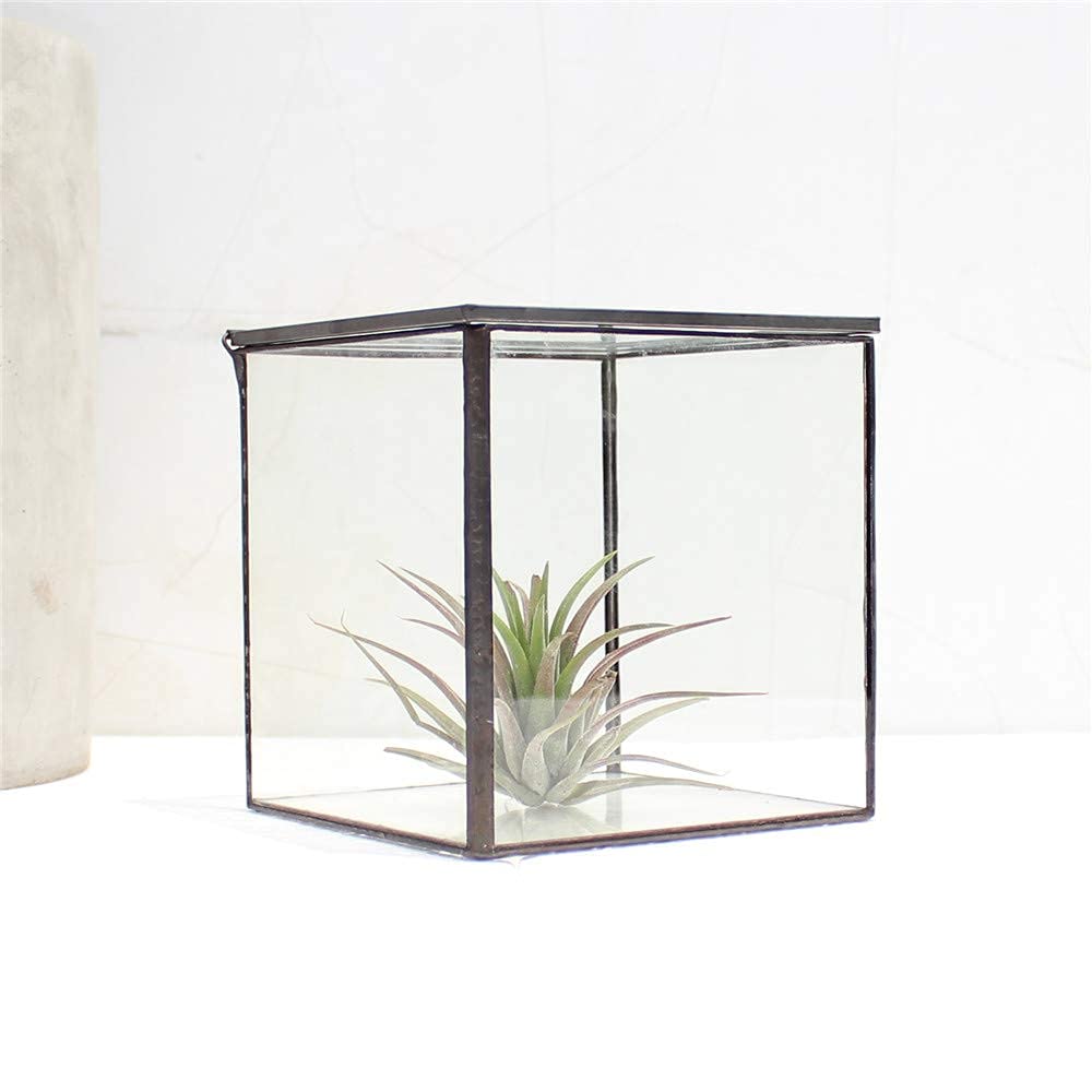 Square Glass Terrarium with Lid - 4.3x4.3x4.7 Inch Small Indoor Plant Box for Succulents, Moss & Air Plants - Handmade Geometric Tabletop Planter in Black - Perfect for Home Decor, Office Desk & Gift Ideas