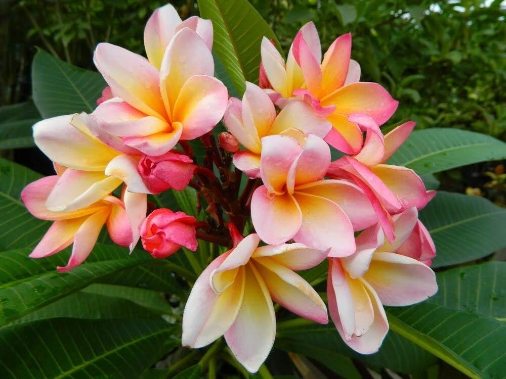 Pink Cotton Candy Plumeria Plant - Live Rooted Tropical Flower for Garden, Patio & Landscaping | Perfect for Home Decor, Wedding Bouquets & Hawaiian Leis