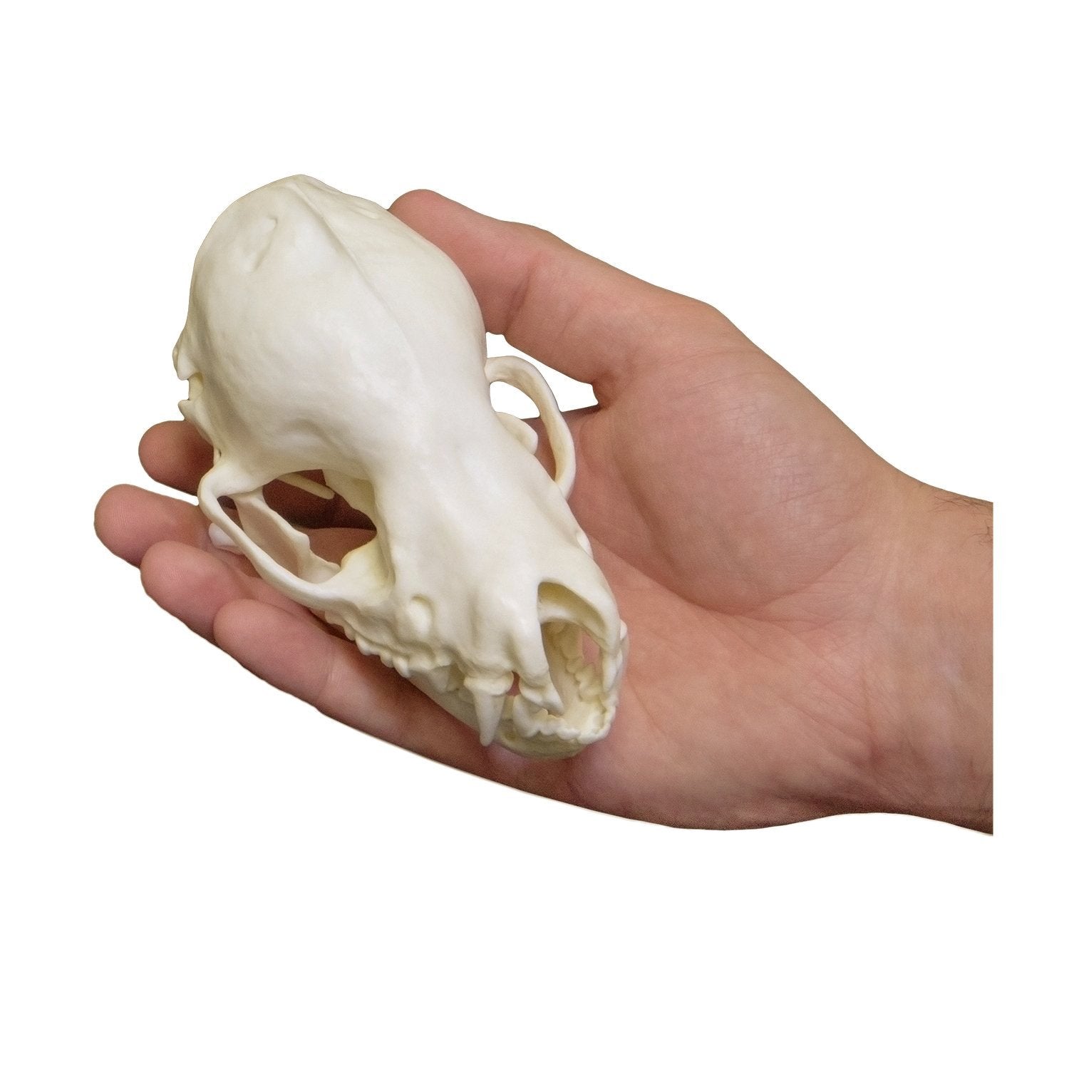 Authentic Replica Cave Myotis Bat Skull - 8:1 Scale Model for Science Education, Halloween Decor & Gothic Collectibles