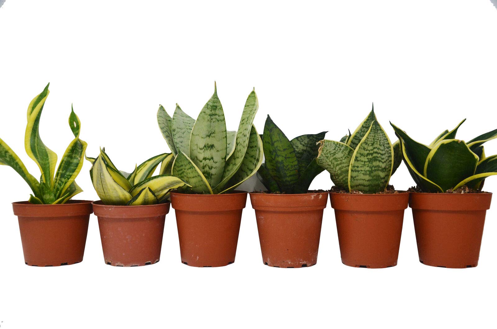 AirGarden 6 Different Snake Plants in 4 Pots - Sansevieria Live Indoor Plants with Free Care Guide - Perfect for Home Office Decor, Air Purifying Houseplants for Bedroom & Living Room