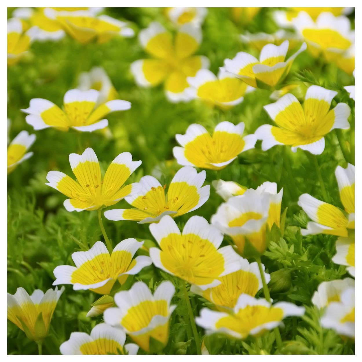 Everwilde Farms - 1/4 Lb Poached Egg Plant (Limnanthes douglasii) Native Wildflower Seeds - Gold Vault Pack - Perfect for Pollinator Gardens & Natural Landscaping