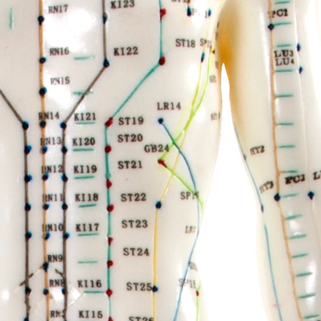 66Fit Male Acupuncture Model - 50cm Human Body Acupuncture Chart for TCM Study, Massage Therapy & Pain Relief - Perfect for Acupuncturists, Students & Healthcare Professionals