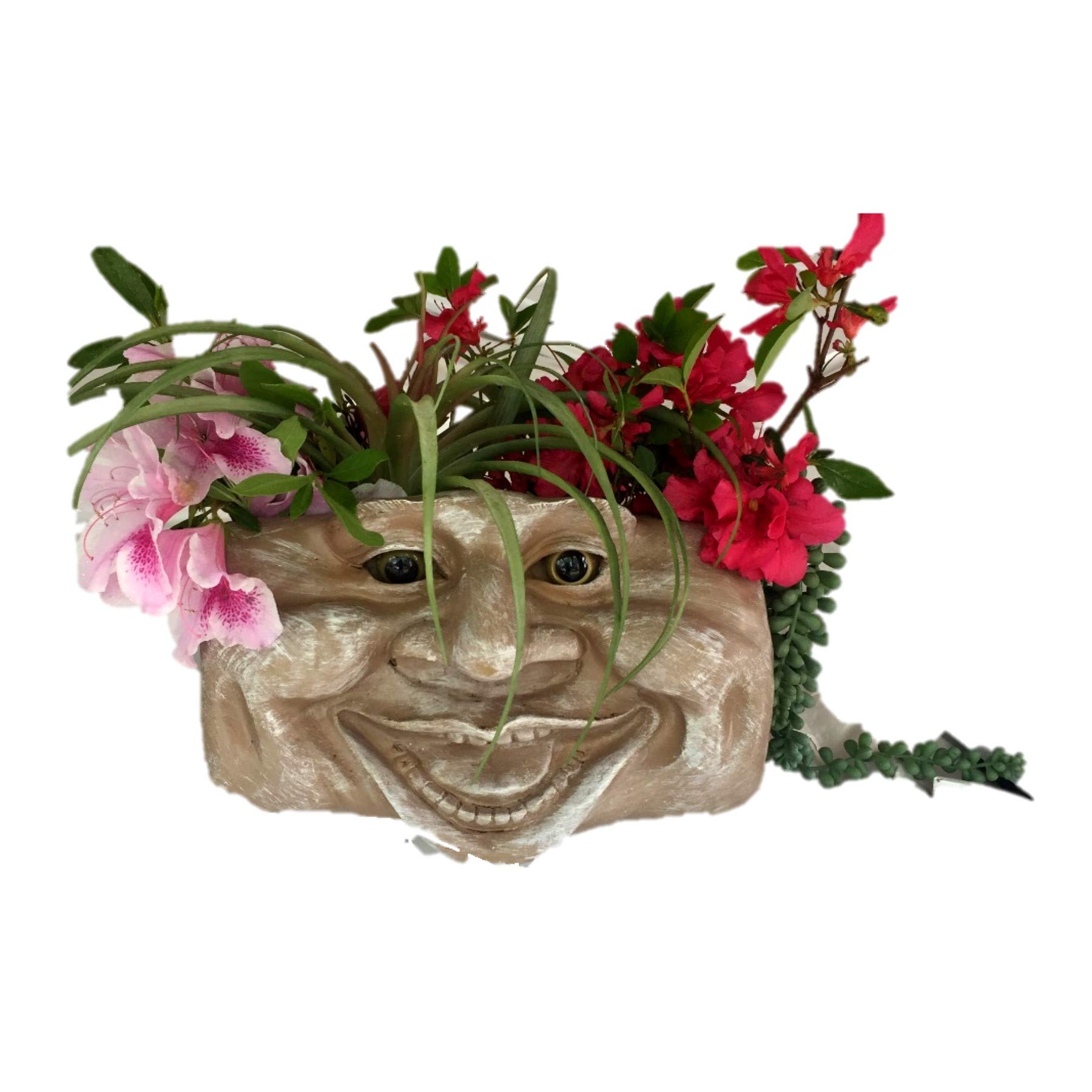 Aunt Minnie Stone Wash Face Statue Planter - Decorative Garden & Patio Wall Planter for Succulents, Flowers & Home Décor | Perfect for Outdoor Gardens, Balconies & Indoor Decor