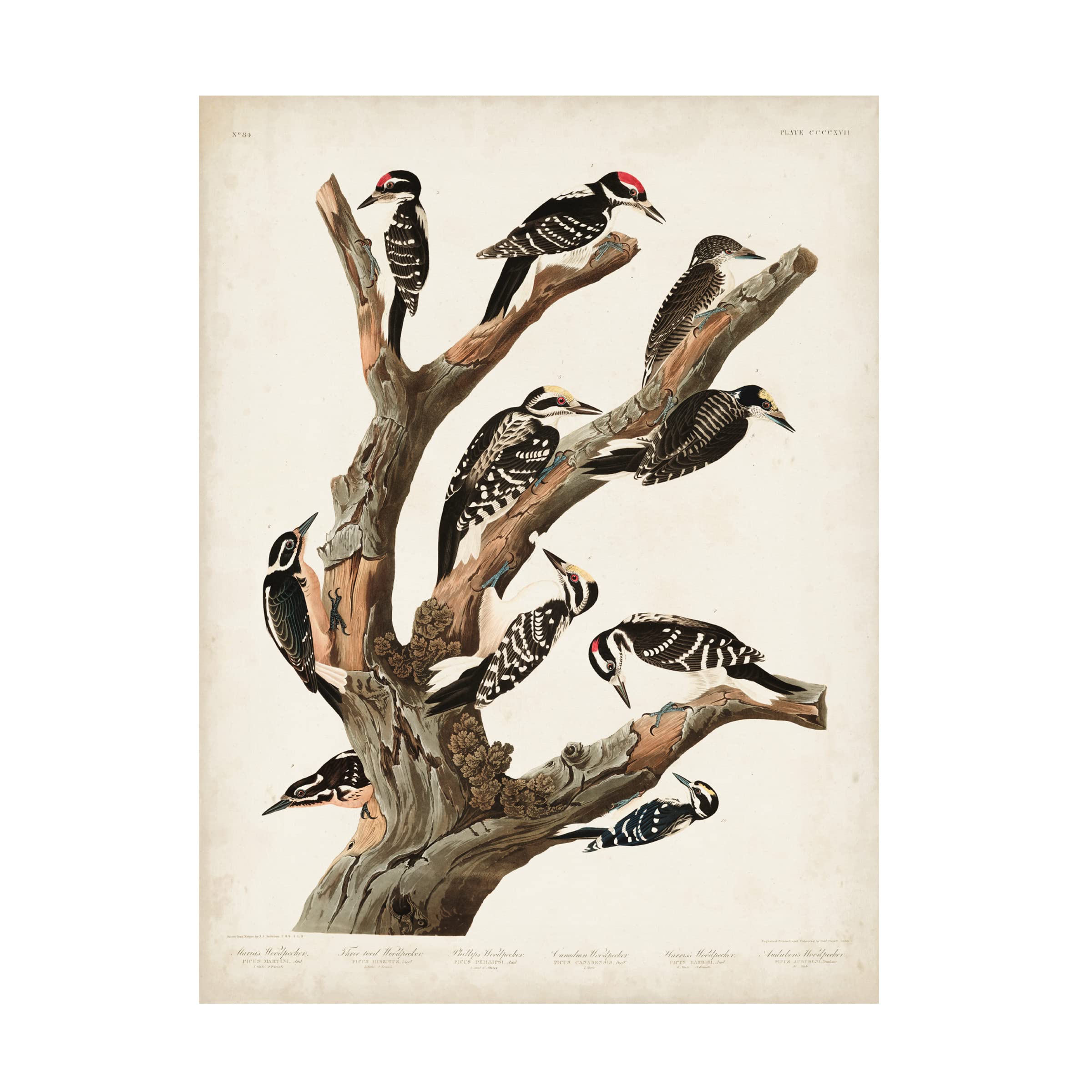 Trademark Fine Art 'Marias Woodpecker' Canvas Print by John James Audubon - 24x32 Inch Nature Bird Wall Art for Living Room, Office & Home Decor