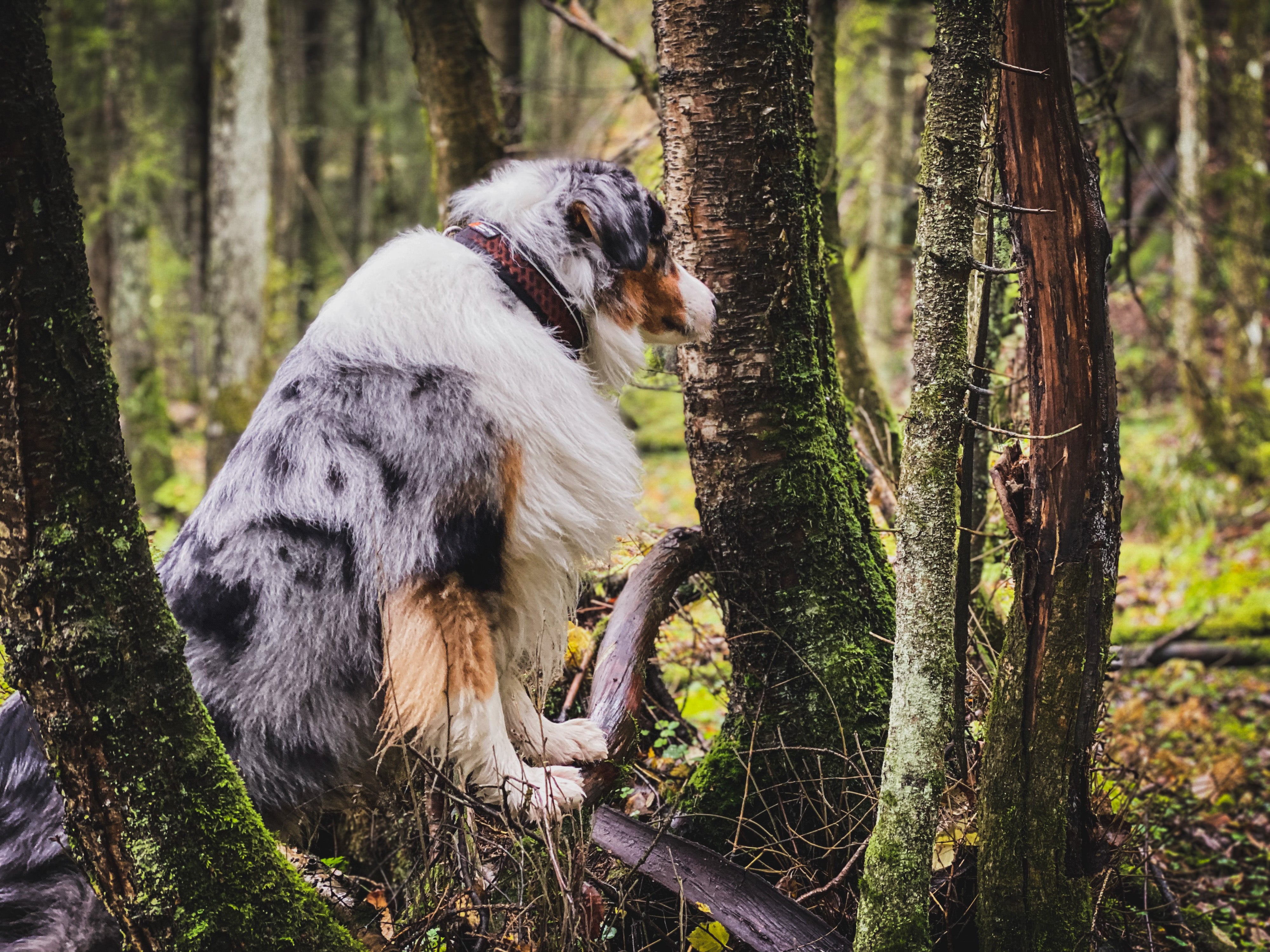 Non Stop Dog Wear: Adjustable Rock Dog Collar for Small & Large Breeds - Perfect for Hiking, Training & Everyday Walks