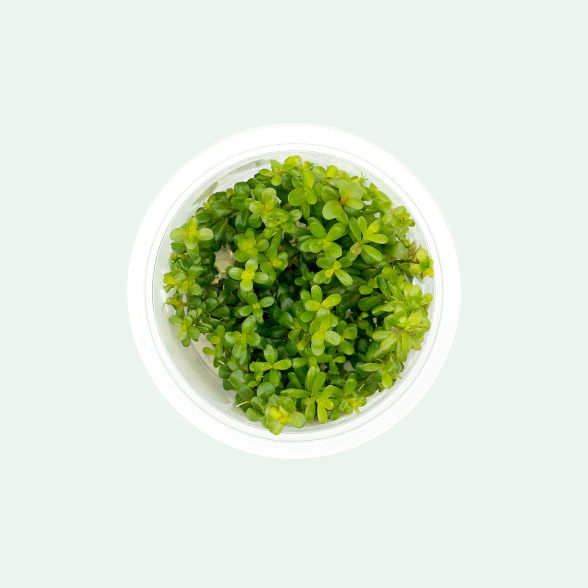 Rotala Coin Leaf Tissue Culture Live Aquarium Plants for Fish Tank - Easy to Grow Aquatic Plants for Freshwater Aquascaping, Shrimp Tanks & Nano Aquariums