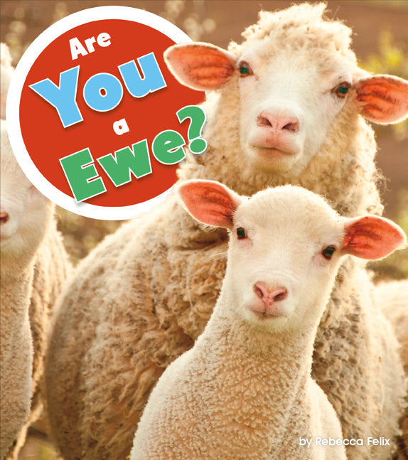 High-Quality Ewe Sheep for Sale – Perfect for Farming, Breeding, and Livestock Shows | Buy Healthy Ewes Online