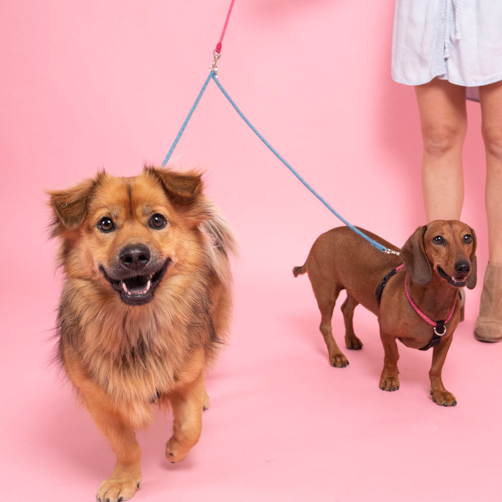 Premium Coupler Leash for Dogs - Dual Dog Walking Leash with Comfortable Padded Handles | Perfect for Hiking, Jogging & Outdoor Adventures