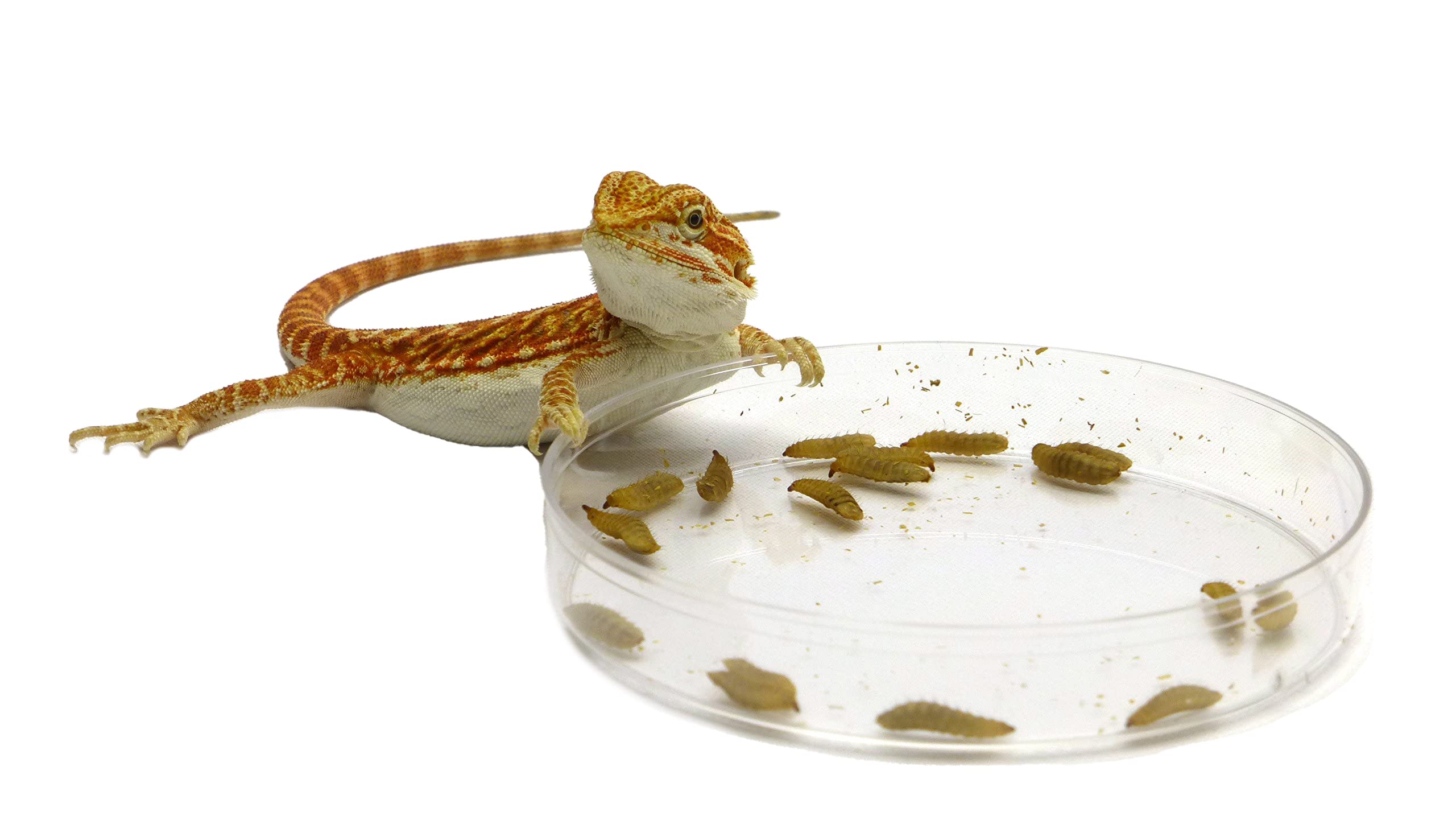 CAROLINACUSTOMCAGES Phoenix Worm Feeding Dishes - Set of 3 | Durable Reptile Food Bowls for Bearded Dragons, Chameleons & Lizards | Perfect for Terrariums & Reptile Habitats