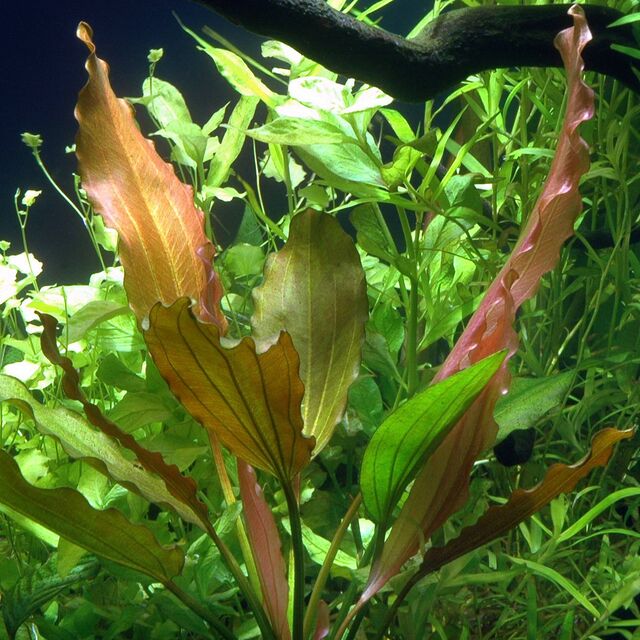 TCulture Echinodorus Rose Aquatic Plant for Freshwater Aquariums - Live Potted Aquarium Plant for Fish Tanks, Aquascaping & Water Gardens