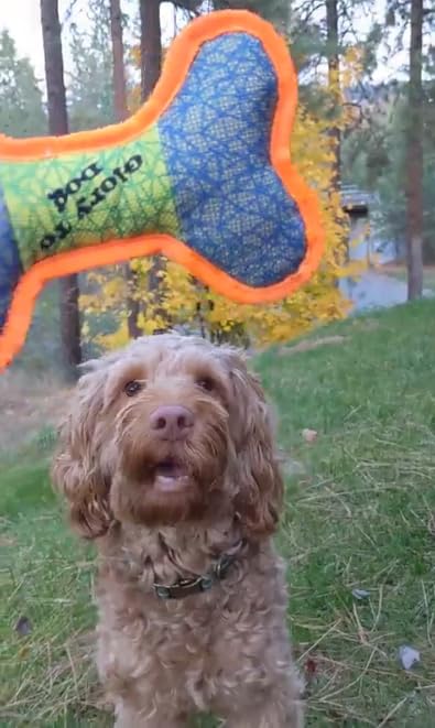 Durable Ballistic Sport Bone Dog Chew Toy for Small & Medium Breeds - Tough Chewing, Teeth Cleaning & Playtime Fun