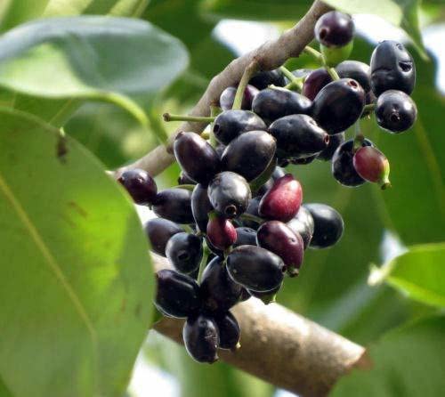 Java Plum Plant (Syzygium Cumini) - Live Tropical Fruit Tree for Home Garden, Fresh & Organic - Perfect for Landscaping, Backyard Orchard, and Healthy Snacking