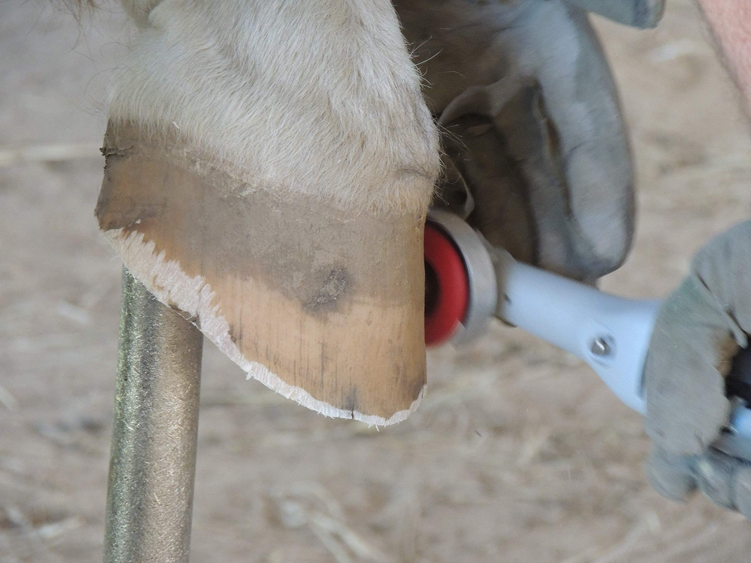 Hoof Boss Electric Horse Hoof Trimmer Kit 110V - Professional Farrier Tools with Grinder Discs & Accessories - Perfect for Equine Hoof Care, Trimming, and Maintenance