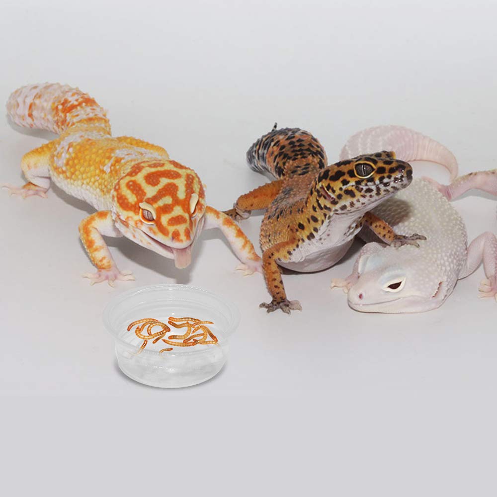 300 Pack 0.5 oz Plastic Reptile Feeding Cups - Food & Water Dishes for Crested Geckos, Lizards & Small Pets | Durable Replacement Cups for Terrarium & Habitat Accessories