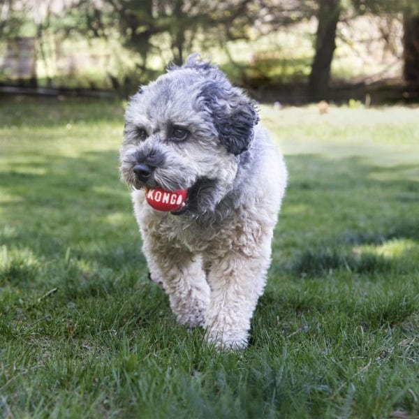 KONG Signature Ball 2-Pack - Durable Rubber Dog Chew Toy for Small & Large Dogs - Perfect for Fetch, Training & Teeth Cleaning