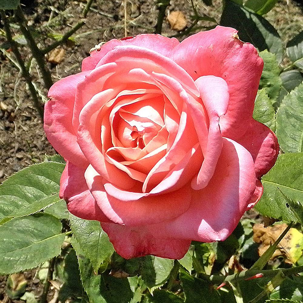 Heirloom Roses Hybrid Tea Rose Plant - Portrait Pink Rose Bush, Live Outdoor Garden Plant for Landscaping, Flower Beds & Home Decor