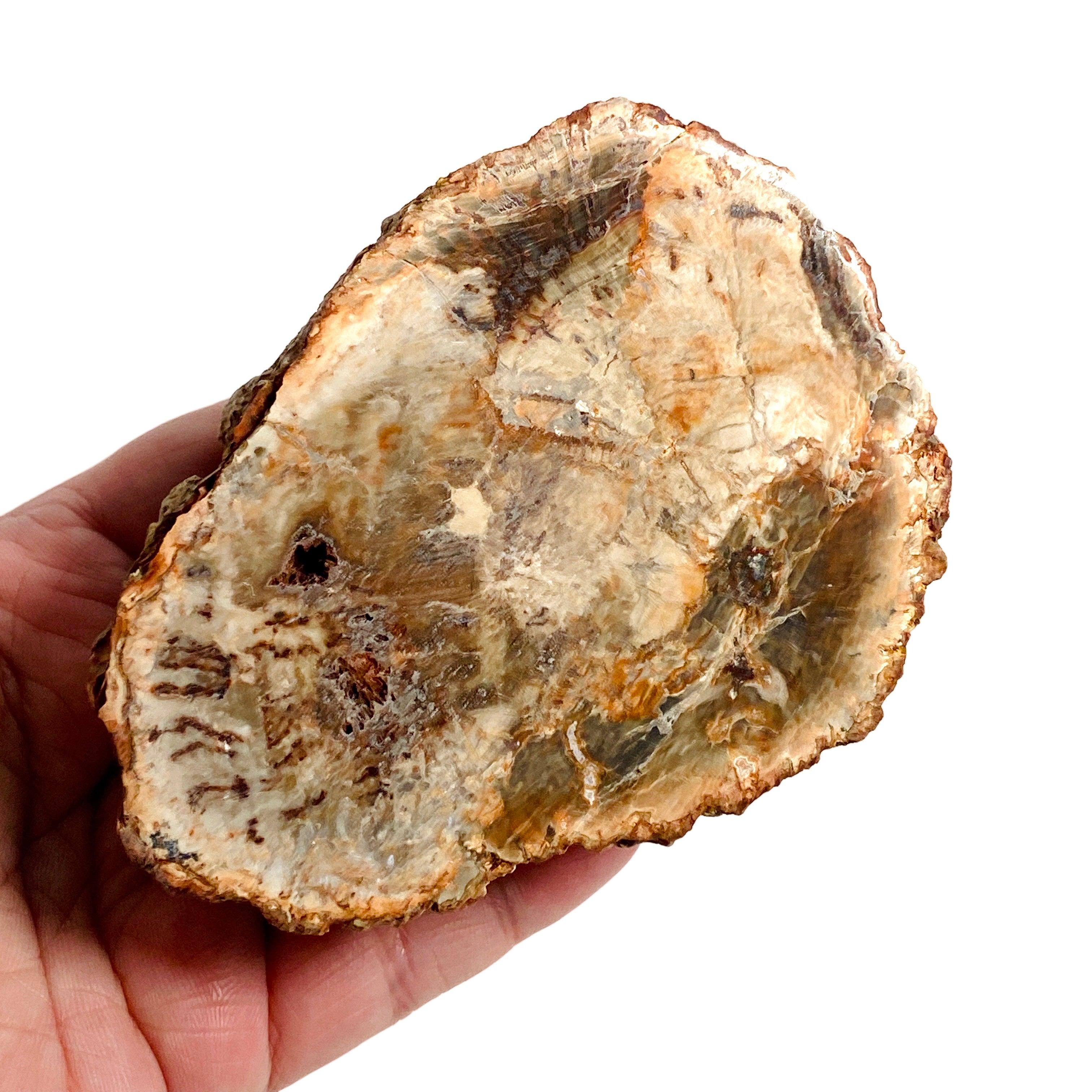 Natural Petrified Wood Slab - Semi-Polished PTW 07 for Home Decor & Mineral Collection | Perfect for Coffee Tables, Wall Art, and Geology Displays