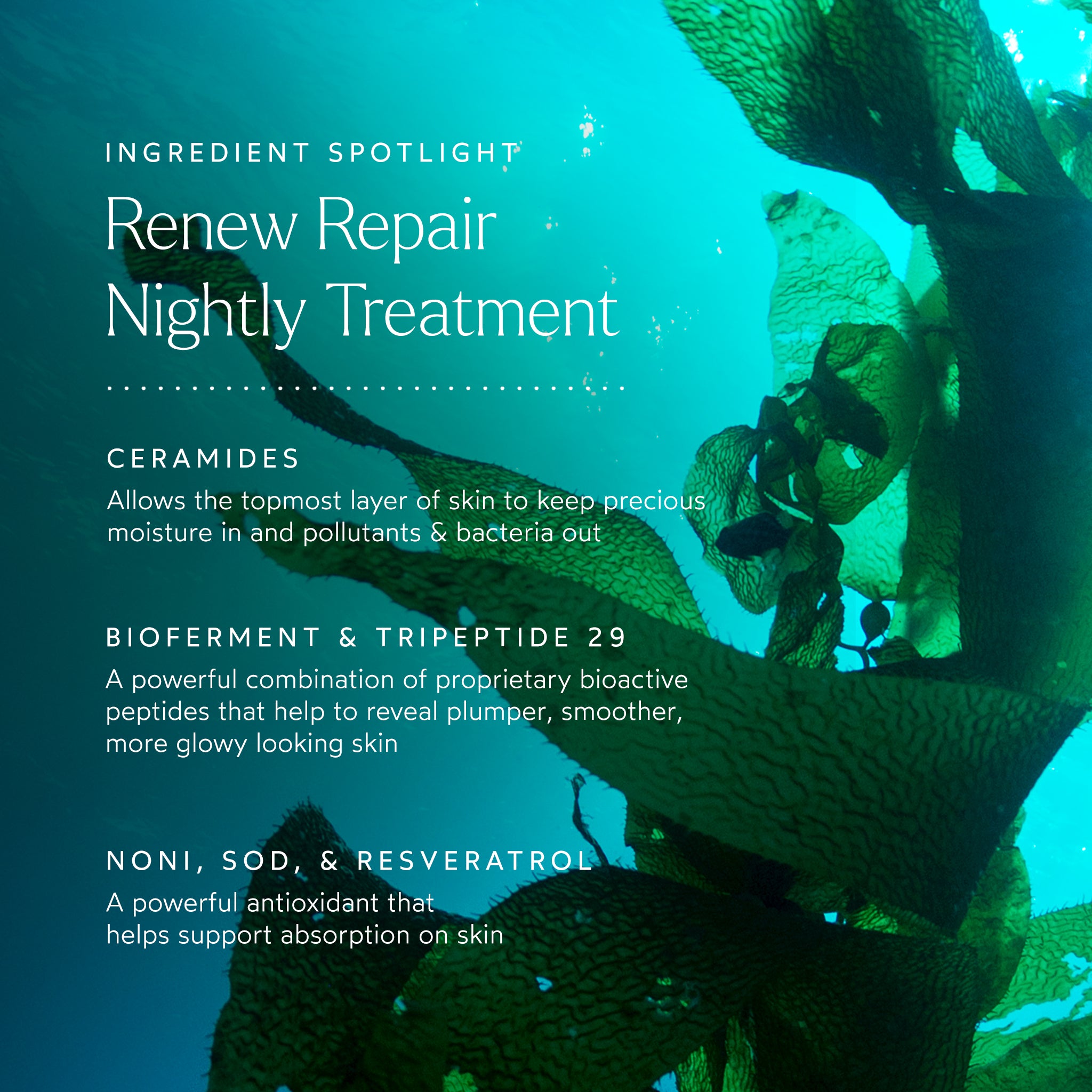 RENEW Repair Nightly Treatment - Anti-Aging Face Cream for Deep Hydration & Skin Repair | Perfect for Nighttime Skincare Routine