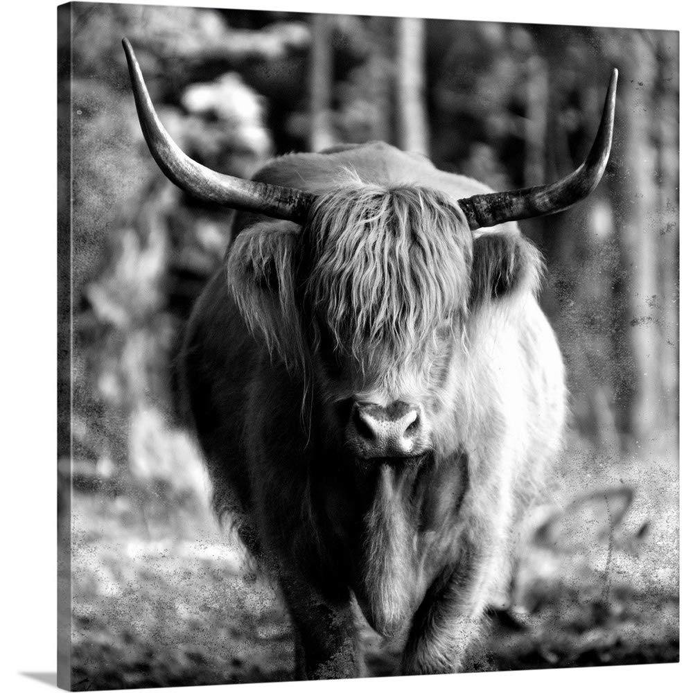 Highland Cow Canvas Wall Art Print - Scottish Farmhouse Decor for Living Room, Bedroom & Office