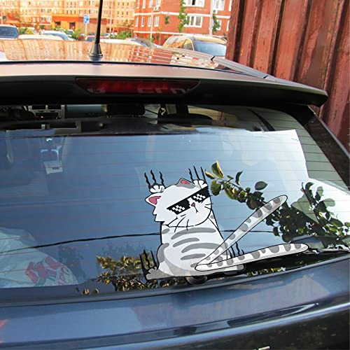 Cool Cat