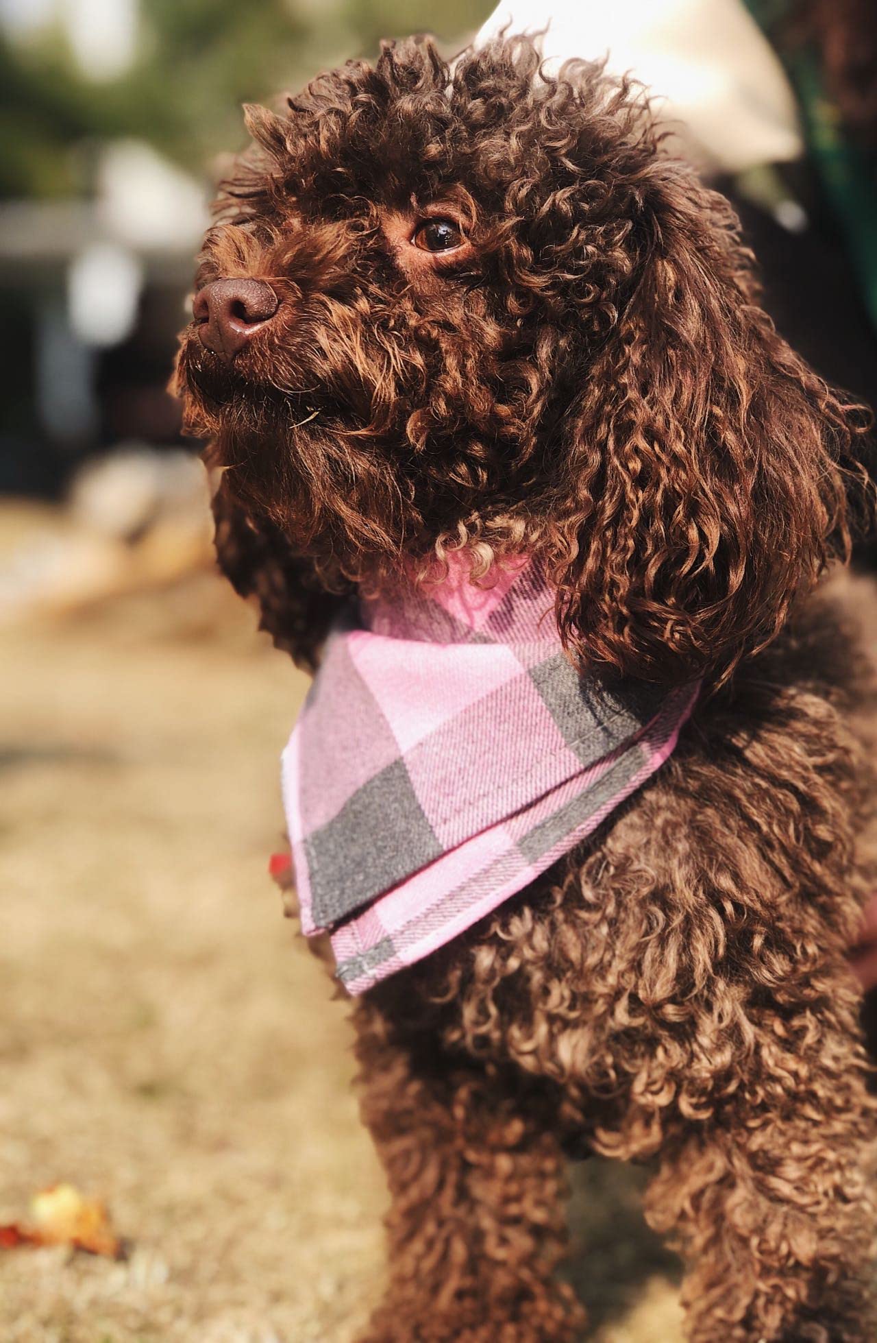 Bubblepup Plaid Dog Bandana - Soft Cotton Dog Scarf for Small, Medium & Large Dogs - Adjustable Triangle Bib & Square Kerchief (1PC) - Perfect for Pet Photos, Holidays & Daily Walks
