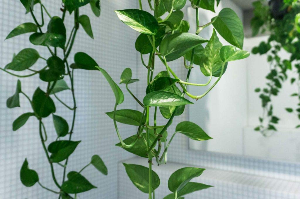 Devil's Ivy Pothos Plant - 3 Live Epipremnum Aureum in 6 Inch Pots - Easy to Grow Air Purifying Indoor Houseplant for Home, Office & Bathroom Decor