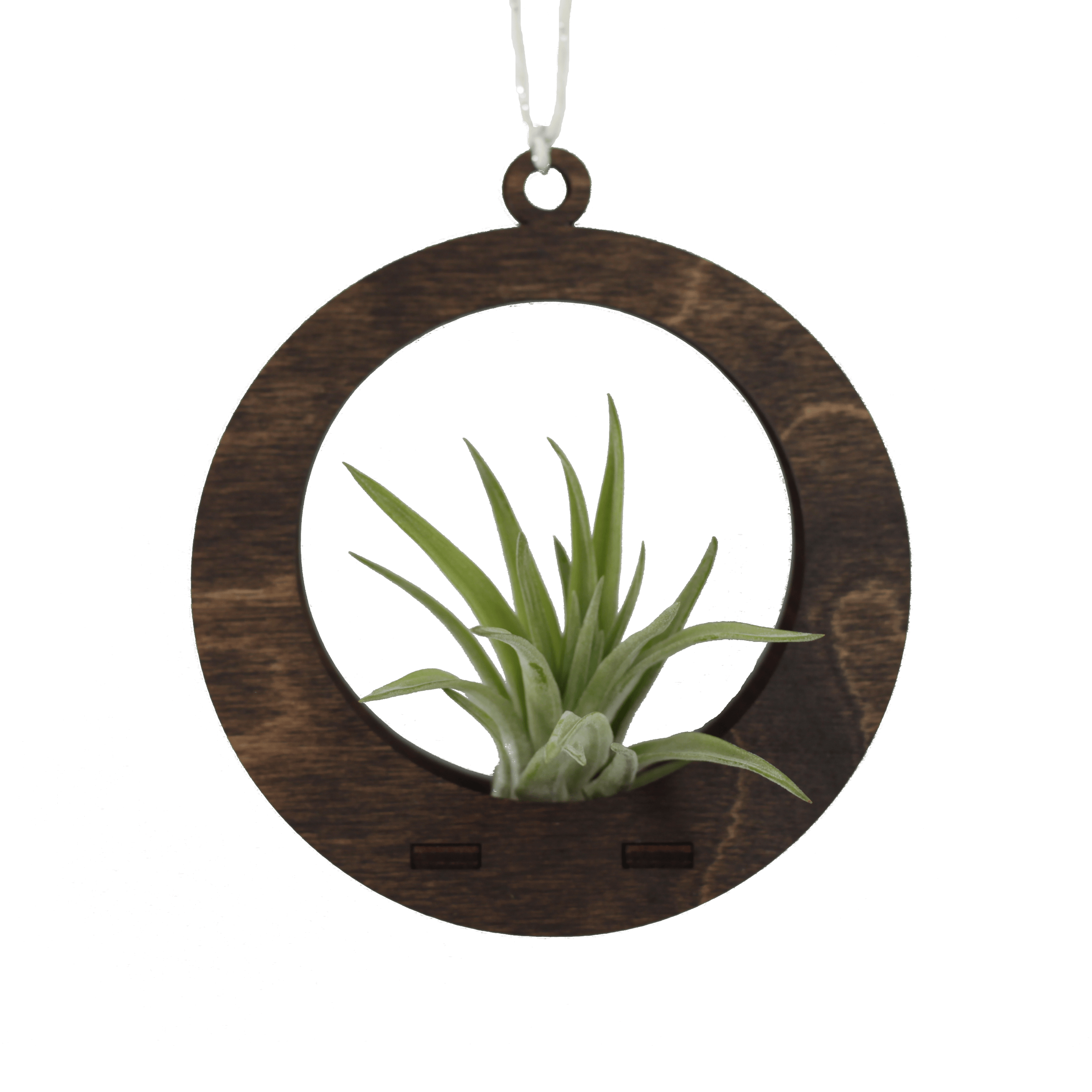 Mini Circle Walnut Air Plant Hanger - Handmade Home Decor for Bathroom, Office & Boho Style Living Spaces