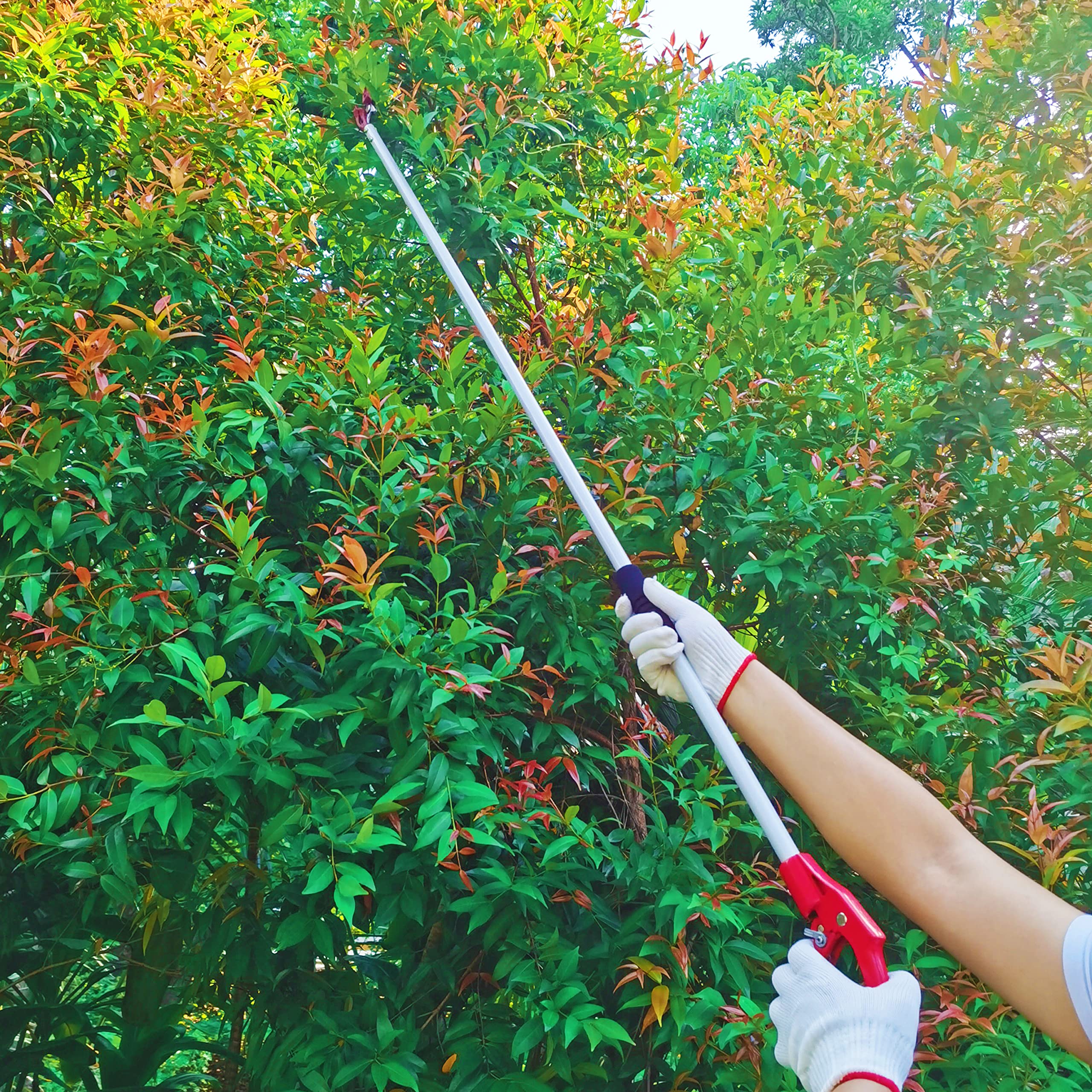 6FT Tree Trimmer Pole Pruner - Lightweight Aluminum Long Reach Pruning Shears with Cut & Hold Function - Perfect for Fruit Picking, Branch Trimming and Garden Maintenance (Ideal for Tall Trees & Hard-to-Reach Branches)