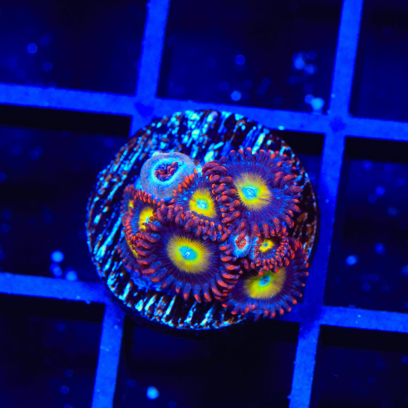 Vibrant Circus Freak Zoanthids Coral for Saltwater Aquariums - Perfect for Reef Tanks & Marine Displays