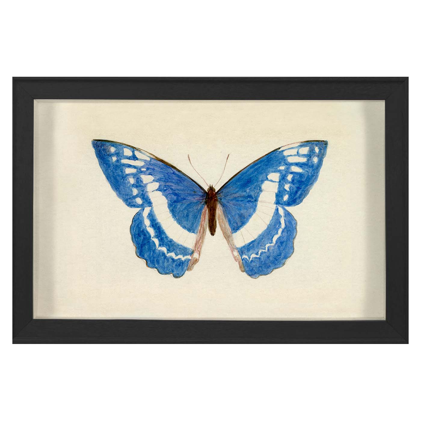 Hubbard Butterfly Small 135 - Premium Quality Butterfly Decor for Home, Wedding & Party Decorations - Perfect for DIY Crafts, Wall Art & Event Centerpieces