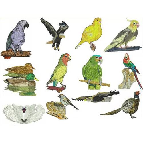 Birds1