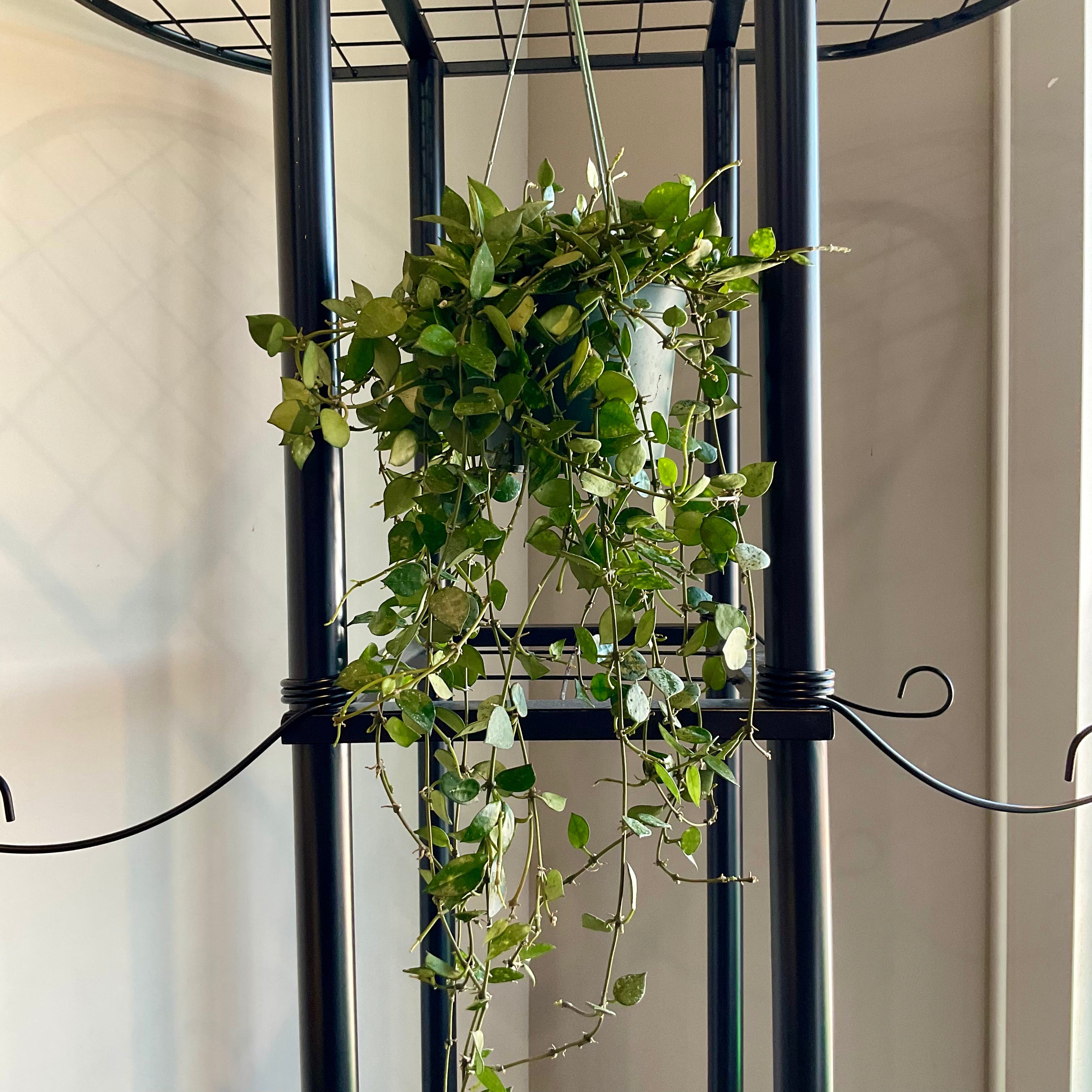Hoya Hanging Plant - Medium Size Live Indoor Houseplant for Home & Office Decor - Perfect for Living Room, Bedroom, or Balcony