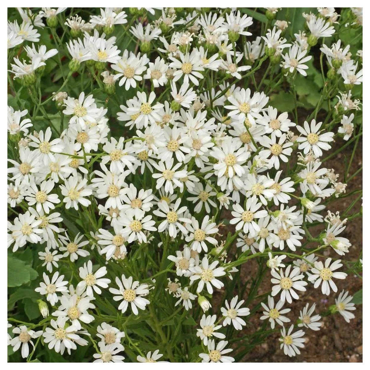 Everwilde Farms - 2000 White Upland Aster Native Wildflower Seeds - Gold Vault Jumbo Seed Packet for Pollinator Gardens & Natural Landscaping