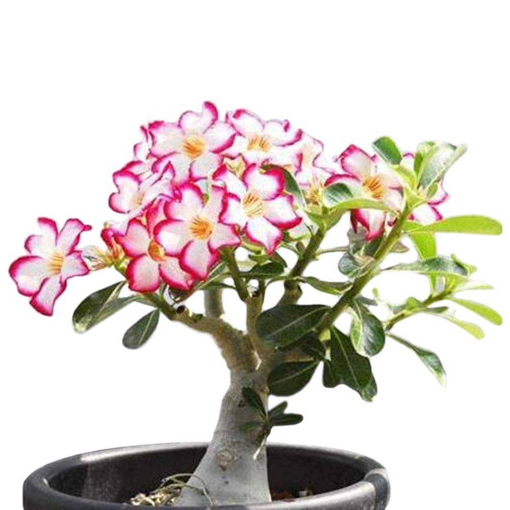 COLIBYOU Desert Rose (Adenium Obesum) - 1 Year Old Baby Size Bonsai Caudex Plant - Perfect for Home Decor, Office Desk & Indoor Gardening